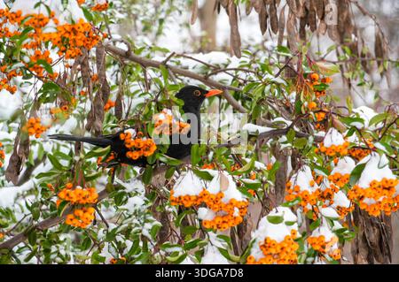 Blackbird su un albero di rowan coperto di neve in inverno. Foto Stock