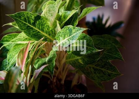 Vibrante Aglaonema Plant in un vaso Foto Stock