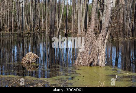 Primo piano di alberi in acqua durante un'inondazione primaverile. L'erba secca e la limo dell'anno scorso sono visibili sulla corteccia, lasciate dopo che il livello dell'acqua è sceso. Foto Stock