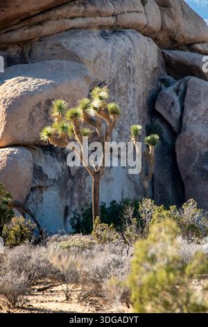 Alberi di Joshua del deserto che crescono vicino a un'aspra scogliera di pietra su un terreno arido Foto Stock