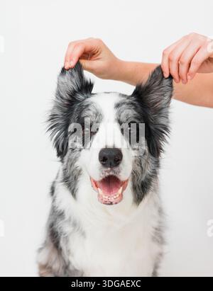 Border collie Close-up un cucciolo sorridente con un'espressione giocosa Foto Stock