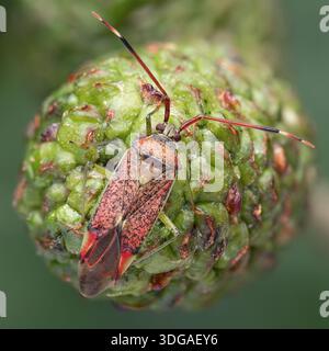 Pantilius tunicatus mirid bug arroccato su alder catkin. Tipperary, Irlanda Foto Stock
