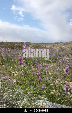 Lupine viola dell'Arizona durante la super fioritura nel deserto Foto Stock