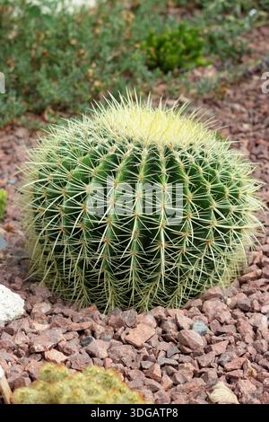 Cactus Golden Barrel. Echinocactus grusonii. Chiamato anche cactus della palla d'oro e sede della suocera. Coltivare sotto vetro nel Regno Unito. Foto Stock