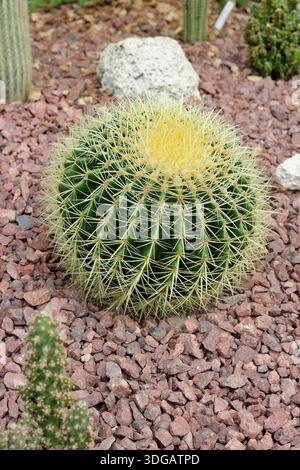 Cactus Golden Barrel. Echinocactus grusonii. Chiamato anche cactus della palla d'oro e sede della suocera. Coltivare sotto vetro nel Regno Unito. Foto Stock