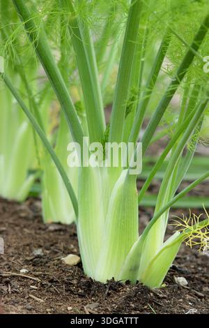 Firenze Fennel Zefa fino a Foeniculum vulgare var. L'azorico "fino" raggiunge la maturità, apprezzato per i bulbi aromatizzati all'anice in cucina. Foto Stock