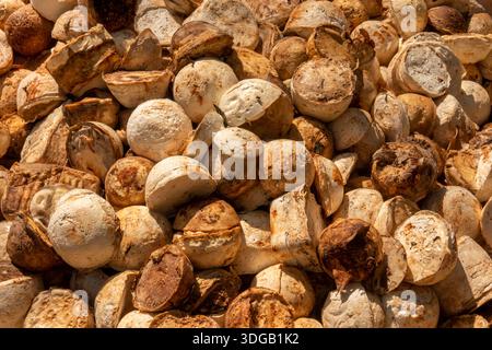 Thailandia, Koh Mak, Rubber Plantation, palline di lattice raccolte pronte per la lavorazione Foto Stock