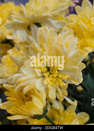 Macro Fotografia dei fiori gialli freschi del Crisantemo con petali dettagliati Foto Stock
