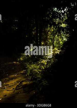 Il suggestivo raggio di sole attraversa la tettoia della Foresta oscura su Green Ferns e una passerella in legno Foto Stock