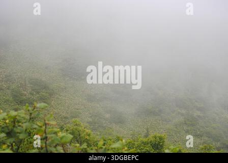 Un pendio di montagna nella caldera di un vulcano sulle isole Curili, ricoperto da una lussureggiante vegetazione verde e avvolto da una fitta nebbia bianca. Foto Stock