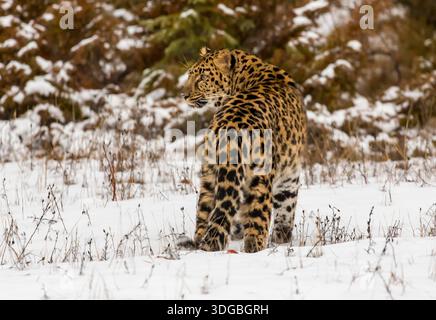 Un leopardo Amur si muove silenziosamente attraverso una foresta innevata, un cappotto dorato addossato contro le derive bianche, occhi acuti che scansionano le prede mentre insegue con pazienza, potenza e grazia alle basse temperature. Foto Stock