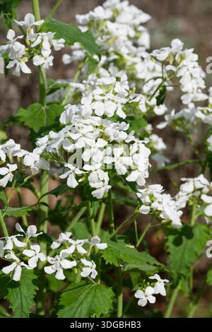 Lunaria annua albiflora, onestà dai fiori bianchi, panicle di fiori bianchi in primavera Foto Stock