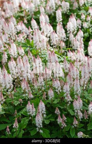 Tiarella Spring Symphony, fiori di schiuma Spring Symphony, con lobo profondo, foglie verdi marcate viola su midrib, guglie stellate, fiori bianchi cremosi, Foto Stock