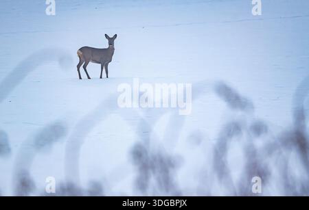 Rehe im Schnee Foto Stock