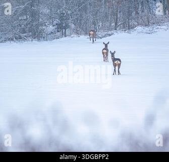 Rehe im Schnee Foto Stock