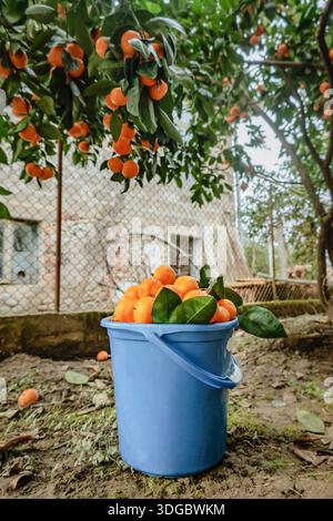 Un secchio blu pieno di mandarini appena raccolti sotto un albero di agrumi in un giardino rurale georgiano. Un autentico momento di raccolta della frutta biologica in una r Foto Stock