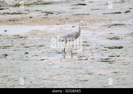 Un airone dalla faccia bianca (Egretta novaehollandiae) che segue le distese di fango con la bassa marea al largo della costa di Cairns, Queensland, Australia. Foto Stock
