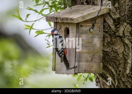 Parco naturale Duemmer, bassa Sassonia, Germania, grande picchio maculato (Dendrocopos Major) in una casa per uccelli su un albero, circondato da foglie fresche Foto Stock