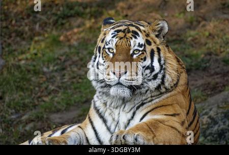 Tigre siberiana (Panthera tigris altaica) o tigre di Amur, ritratto animale, prigioniero, presenza del bacino fluviale di Amur e Ussuri, Russia Foto Stock