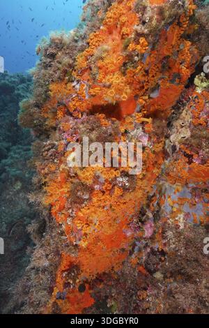 Parete rocciosa densamente ricoperta di coralli arancioni, anemone giallo a grappolo (Parazoanthus axinellae) e varie forme di vita marina nel Mediterraneo Foto Stock