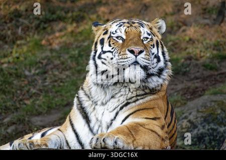 Tigre siberiana (Panthera tigris altaica) o tigre di Amur, ritratto animale, prigioniero, presenza del bacino fluviale di Amur e Ussuri, Russia Foto Stock