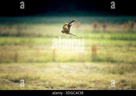 Kestrel comune (Falco tinnunculus) che vola sopra un prato con un piccolo roditore nel becco. Illuminazione dell'ora d'oro, terreno di caccia rurale. Foto Stock
