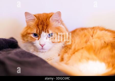 Uno splendido ritratto di Odin Newman, un gatto bianco e arancione soffice con occhi blu perforanti, che riposa comodamente a Villajoyosa. L'illuminazione soffusa empha Foto Stock
