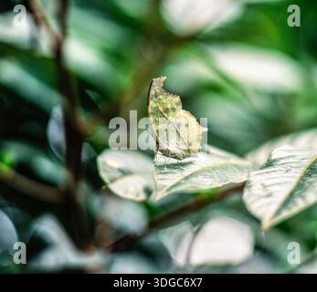 Protogoniomorpha parhassus Foto Stock