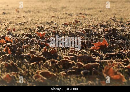 Morning Dew on Fallen Leaves and Yellow Grass, Minnesota centrale Foto Stock