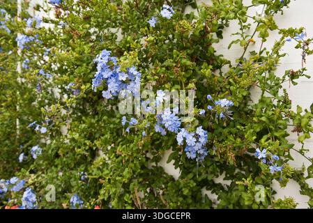 Cape Leadwort (Plumbago auriculata) Foto Stock