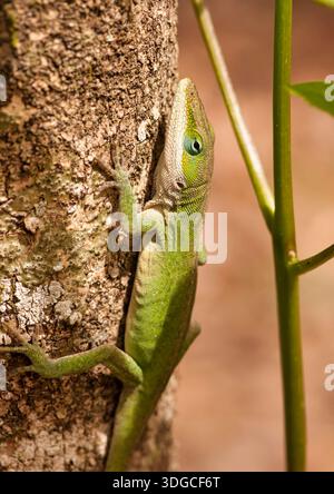 Un vivace annole verde colorato si aggrappa al lato di un piccolo albero nella palude i'on del South Carolina. Foto Stock