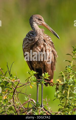 Limpkin (Aramus guarauna) arroccato in un piccolo albero al Circle B Bar Reserve vicino a Lakeland, Florida, che riposa sopra l'habitat delle paludi. Foto Stock
