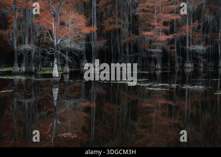 Una fotografia di paesaggio professionale con cipressi calvi con fogliame autunnale riflesso nelle acque calme e scure del lago. Elevato contrasto e atmosfera Foto Stock