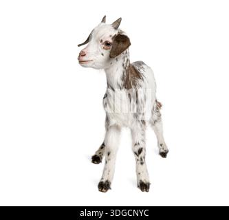 Rove Goat Kid è una razza francese - Capra aegagrus hircus (1 mese di età) Foto Stock