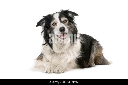 Un cane da collie che si rilassa su uno sfondo bianco con un'espressione amichevole Foto Stock