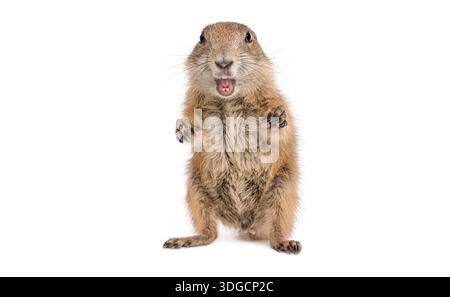 Cane della prateria dalla coda nera, Cynomys ludovicianus, in piedi sulle zampe posteriori, urlando e mostrando sorpresa su sfondo bianco Foto Stock