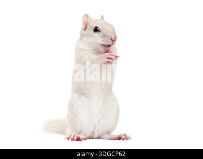 Chipmunk albanese siberiano, Eutamias sibiricus, in piedi sulle gambe posteriori in uno studio, sembra curioso Foto Stock