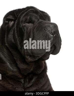 Cane pei shar nero con pelle rugosa che chiude gli occhi, isolato su sfondo bianco Foto Stock