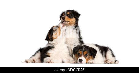 Cuccioli di pastore australiani che interagiscono, mostrando giocosità, compagnia e simpatia Foto Stock