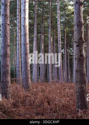 Pini in una foresta con salamoia autunnale Foto Stock
