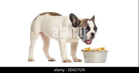 Cucciolo di bulldog francese in piedi accanto a una ciotola di metallo piena di cibo secco per cani su sfondo bianco Foto Stock