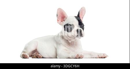 Cucciolo di bulldog francese che riposa, guardando a lato con grandi orecchie Foto Stock