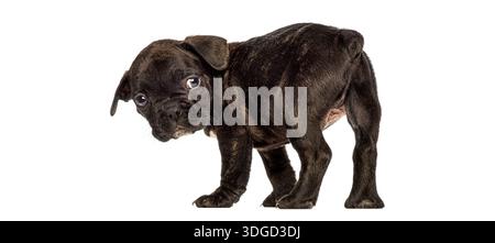 Cucciolo di bulldog francese Brindle che guarda indietro, in uno studio su uno sfondo bianco Foto Stock