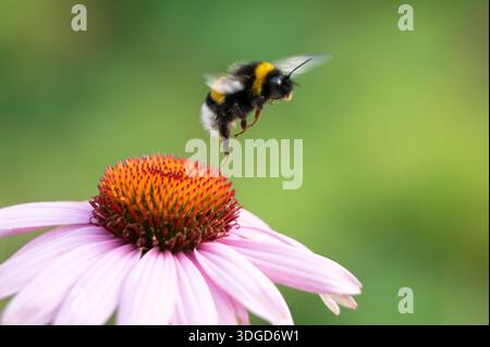 bumblebee dalla coda bianca (Bombus lucorum) che prende il volo da un coneflower rosa (Echinacea) in un giardino. Action shot che mostra il movimento dell'ala e l'atterraggio. Foto Stock