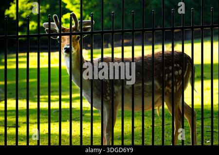 Fallow Deer (Dama dama) fai un giro con corna di velluto dietro una recinzione metallica nera. Animali selvatici in cattività, parco estivo, cappotto a motivi geometrici. Foto Stock