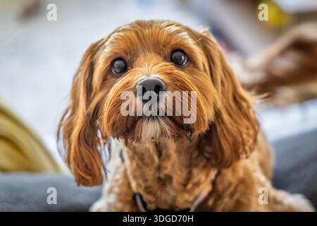 Primo piano della testa di un simpatico Cockapoodle che guarda direttamente la telecamera. Foto Stock