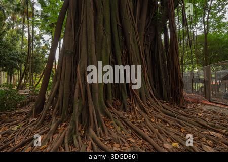 Radici aeree di un fico tropicale (Ficus elastica) che crescono lungo la superficie del suolo. Queste radici si sviluppano dal tronco e si estendono sul terreno. Foto Stock