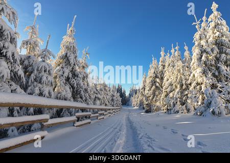Splendida foresta invernale coperta da uno spesso strato di neve, sfondo all'aperto invernale Foto Stock