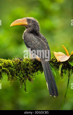 Primo piano ritratto di Malabar Horn Bill. L'uccello Hornbill è appollaiato su un ramo con una superficie di muschio verde. L'uccello sta guardando la telecamera Foto Stock