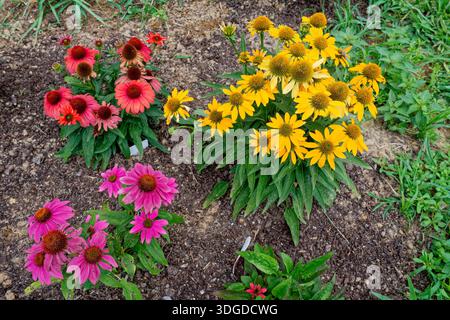 Guardando in basso una collezione di vari ecolombioli di echinacea in piena fioritura rosso magenta e giallo che crescono insieme in un letto da giardino in terreno misto argilloso Foto Stock